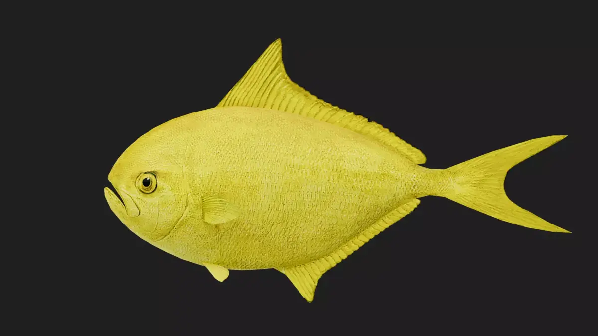 Pomfret Low-poly 3D model purchase