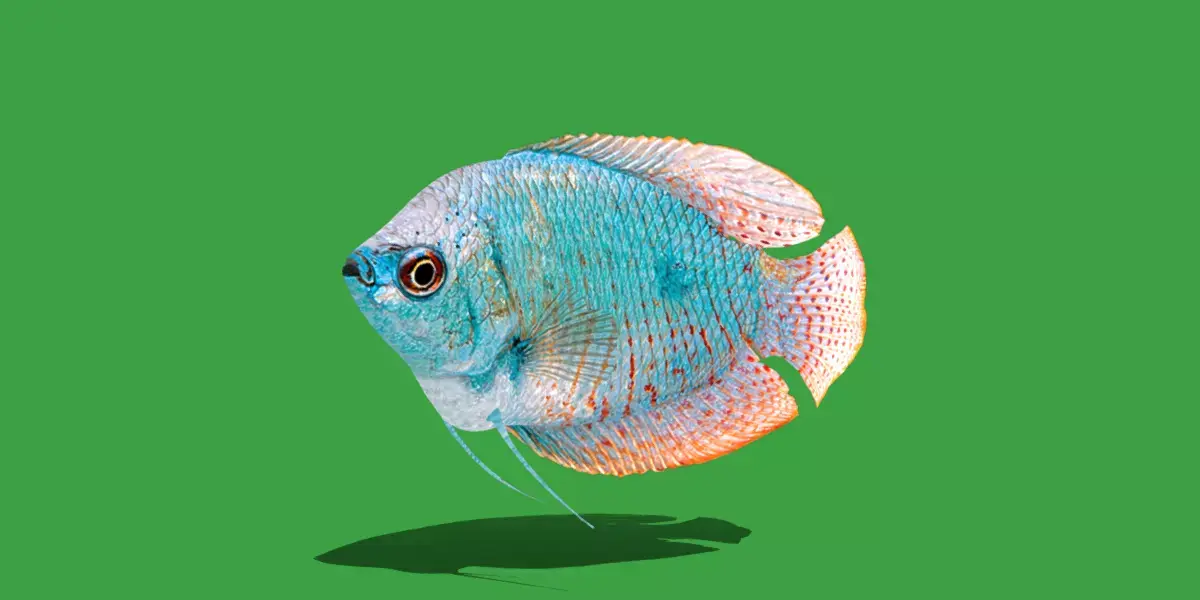 Gourami Fish Low-poly 3D model