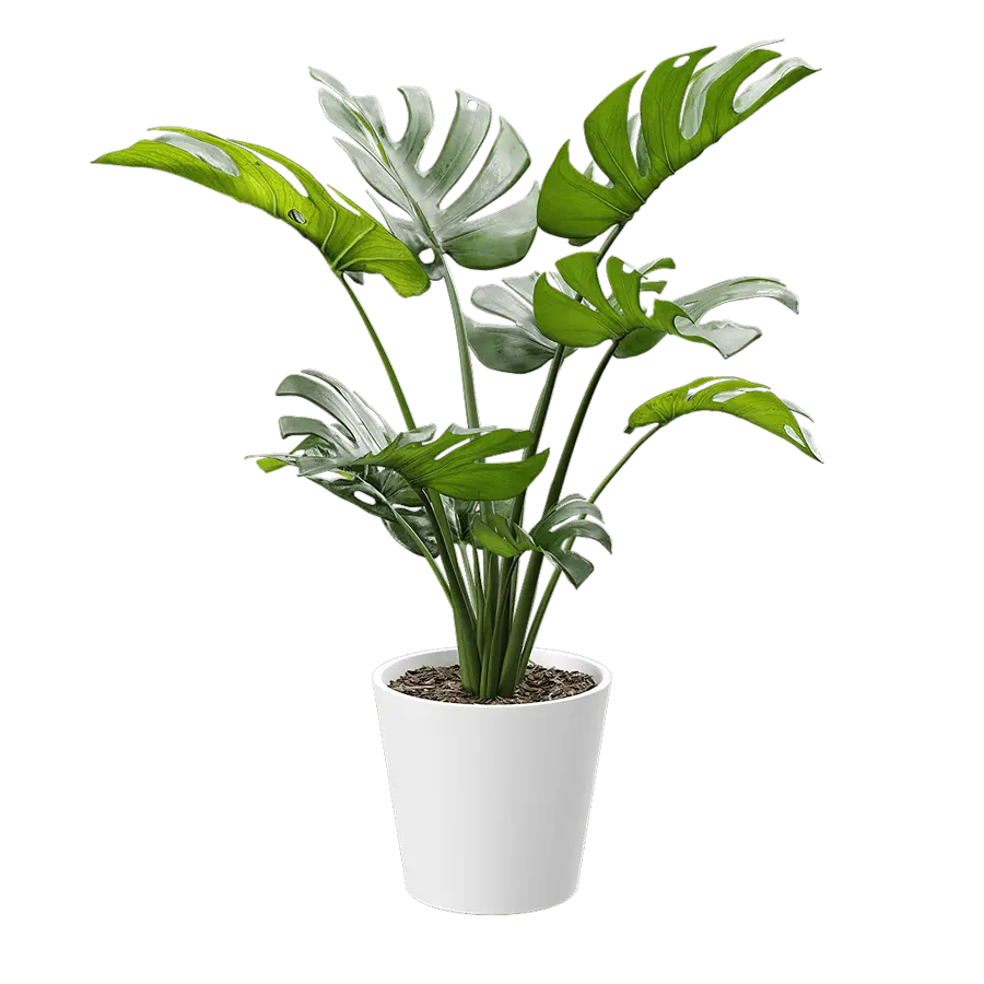  Monstera Deliciosa Plant Potted Plant Model  purchase