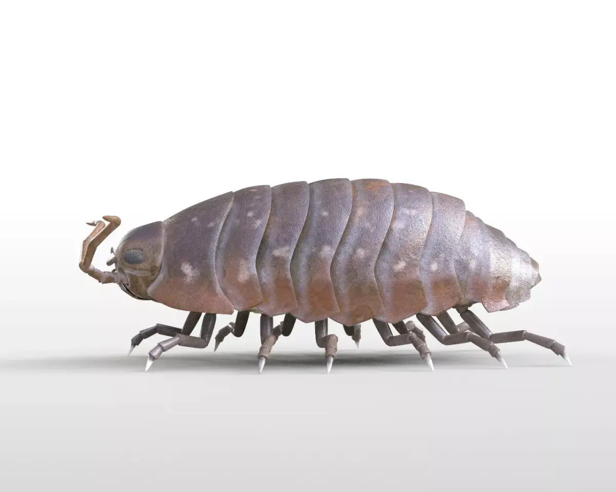 Pill bug insect Low-poly 3D model