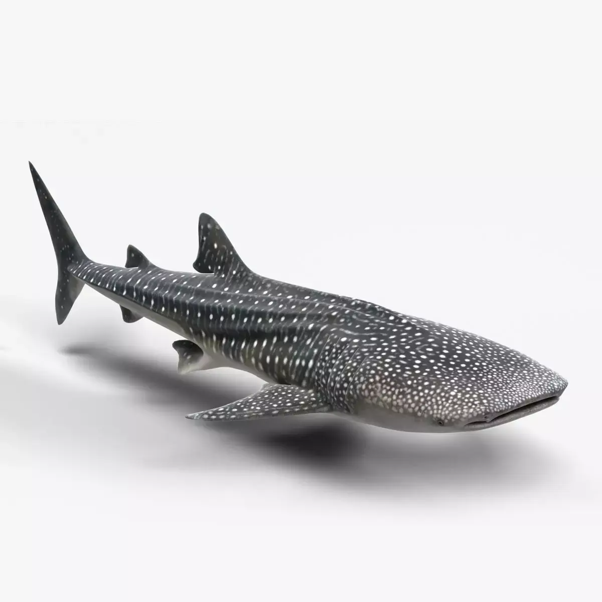 Whale Shark Animation - VFX Grace 3D model