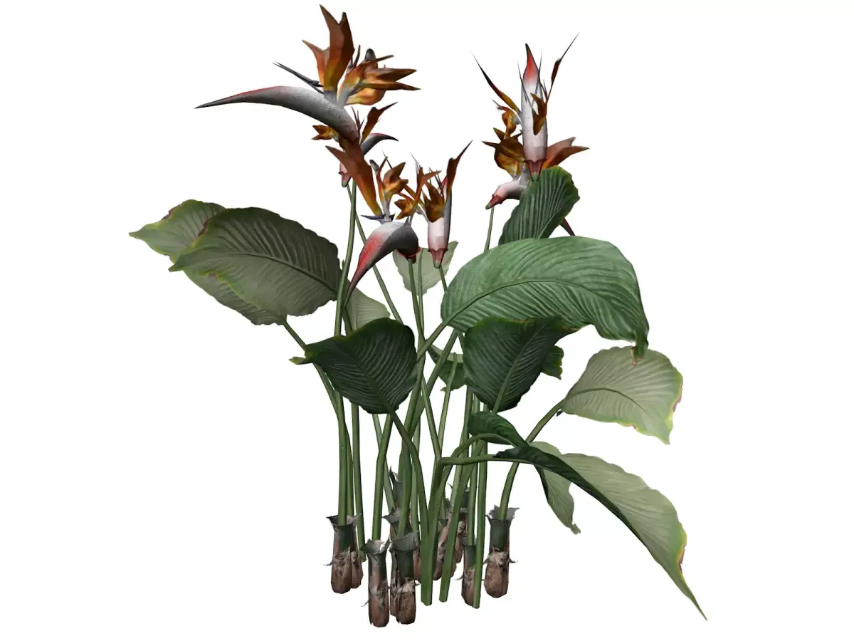Bird of Paradise Flower - 10 - 3D model