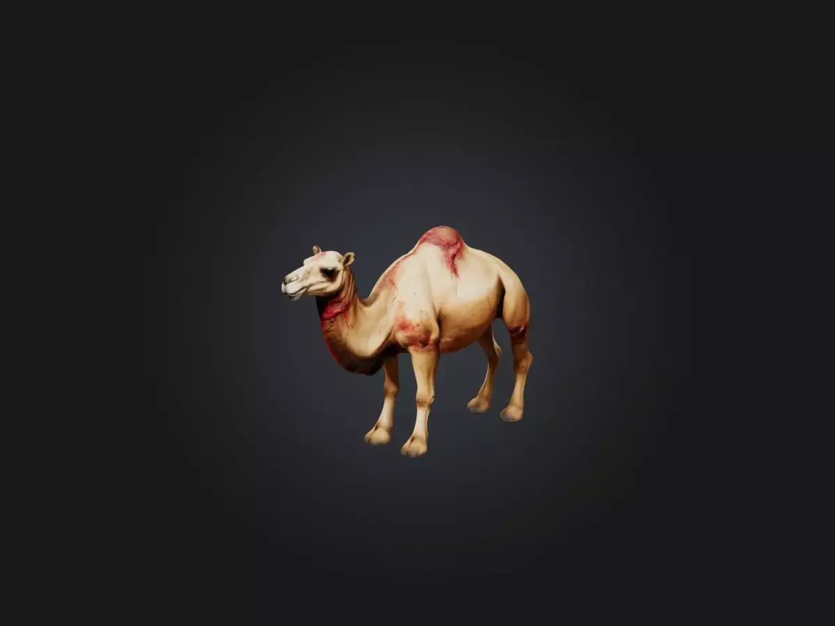Realistic Wounded Camel Model Low-poly 3D model