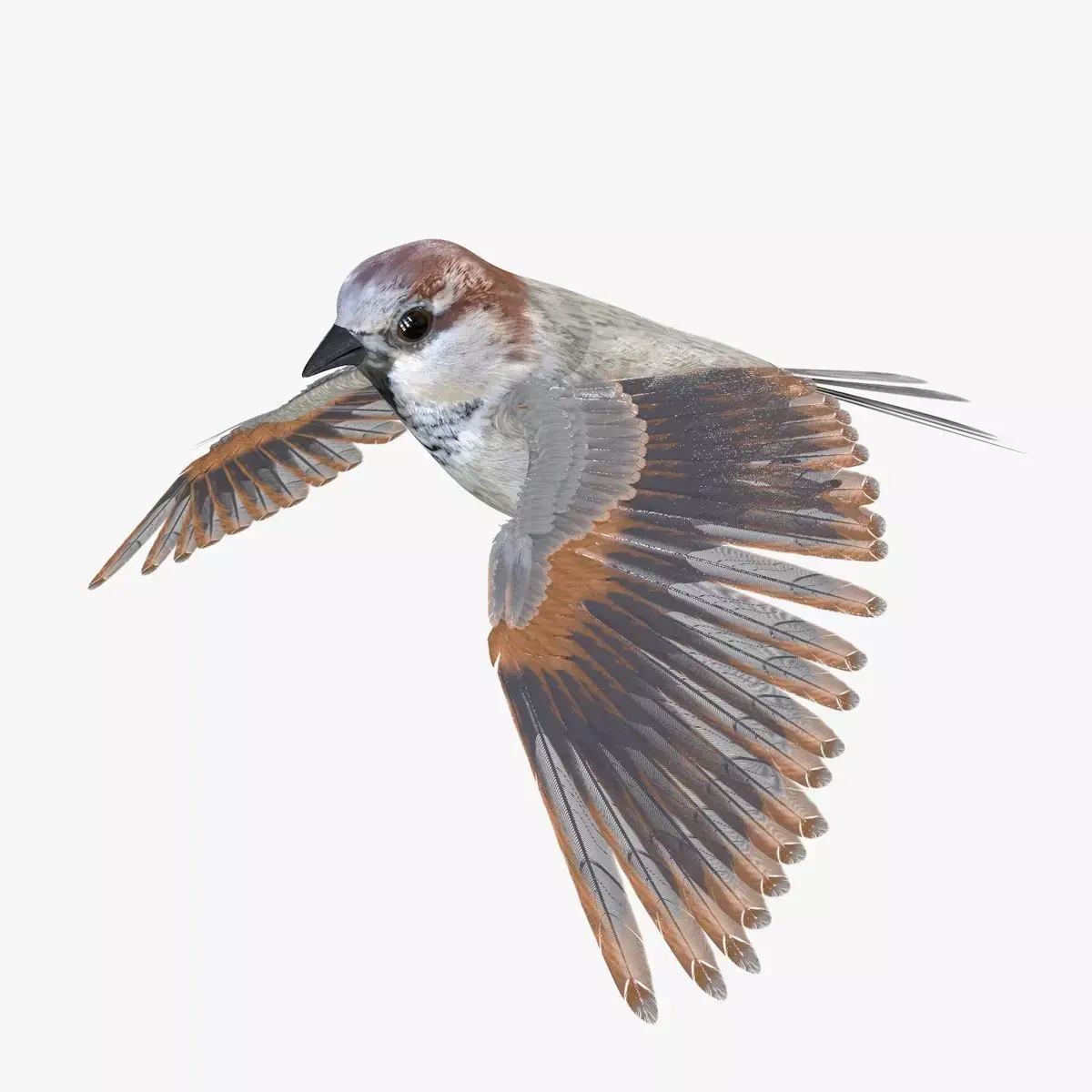 Sparrow Low-poly 3D model purchase
