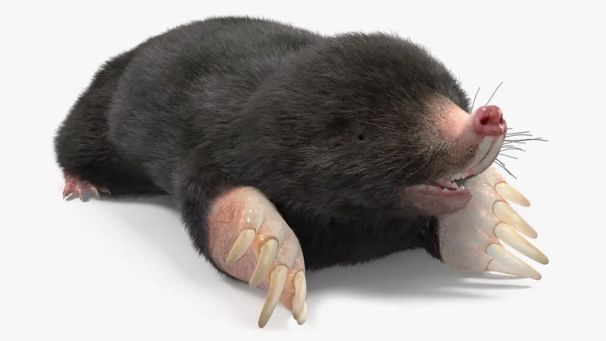 Mole Animal Fur Rigged 3D model
