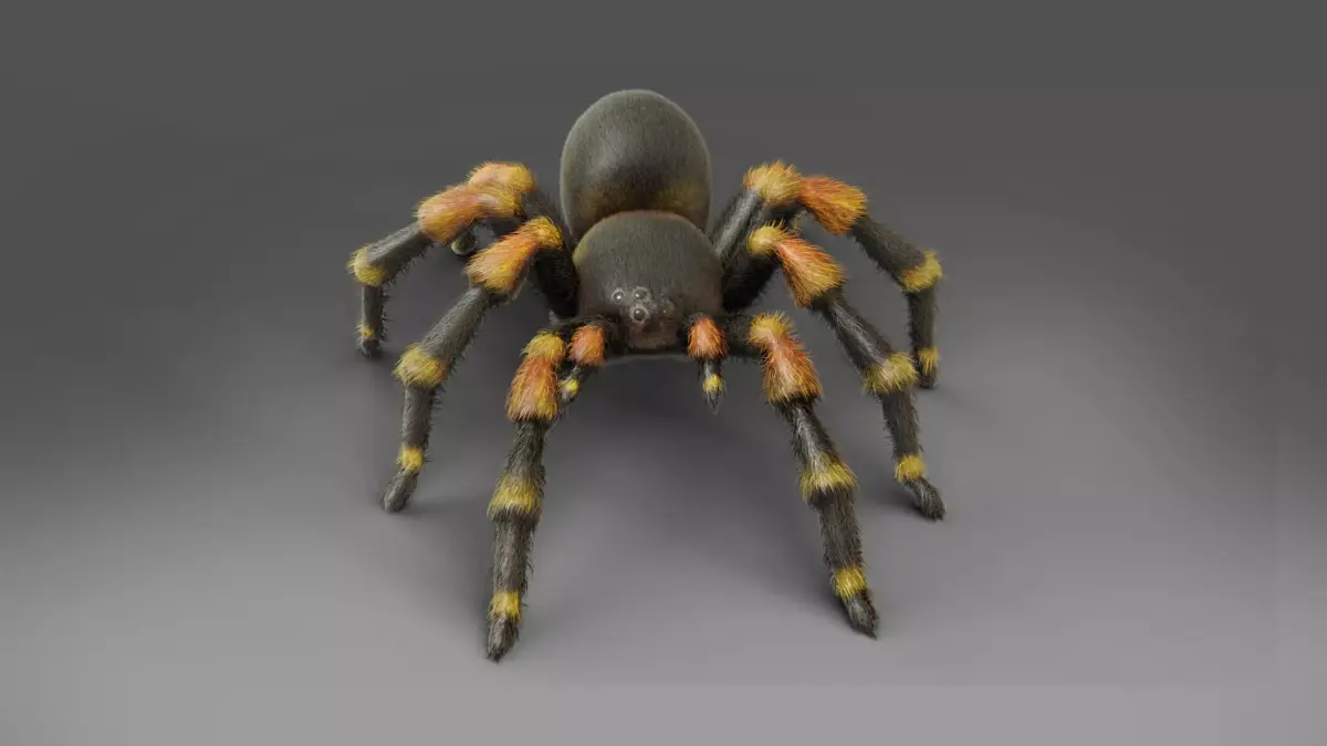 3D Spider Tarantula Rigged and Animation Low-poly 3D model