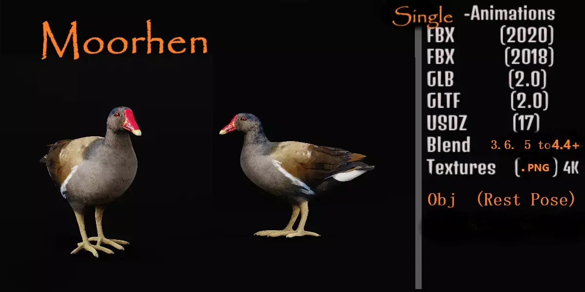 Moorhen Water Bird Low-poly 3D model