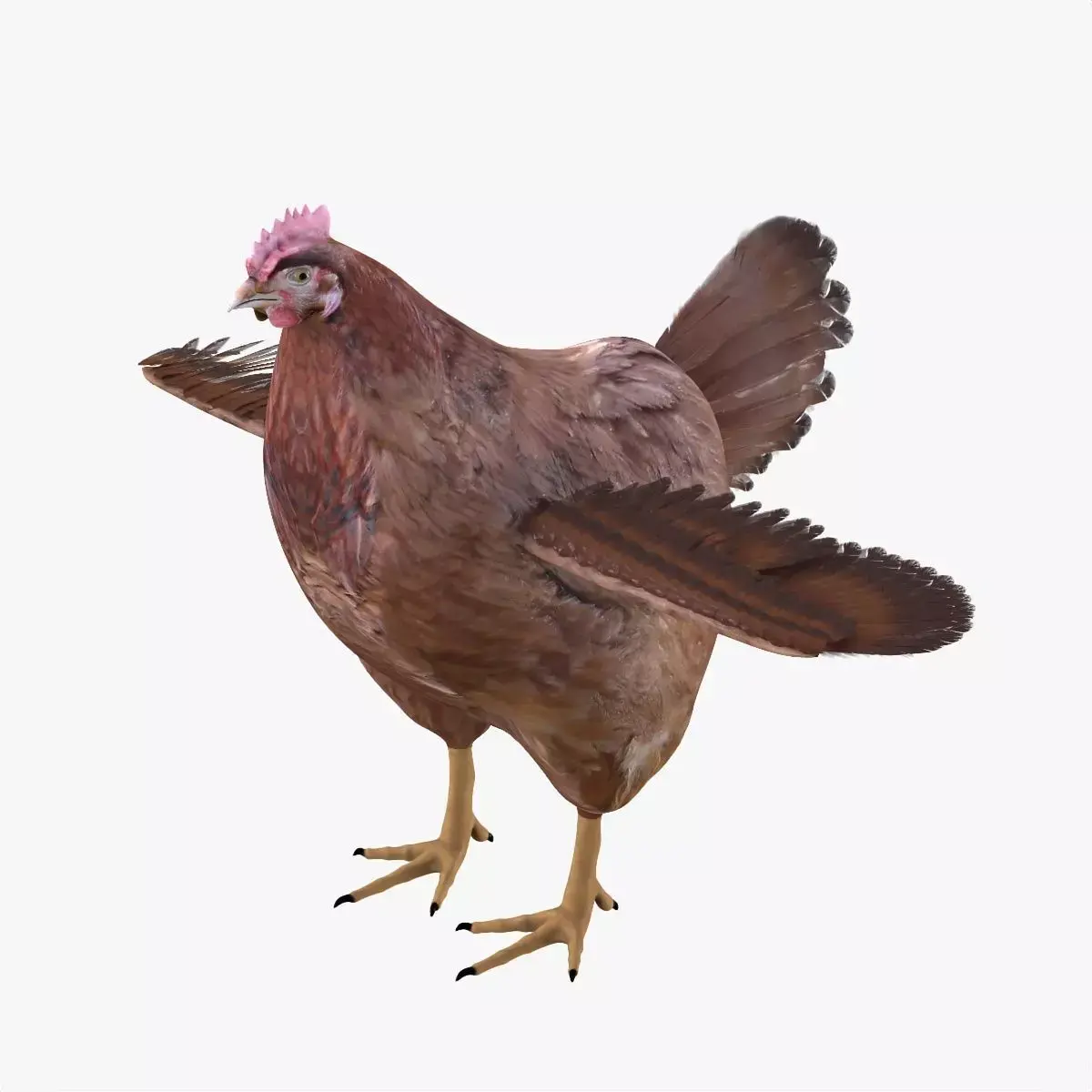 Chicken bird rigged 3d model Low-poly 3D model