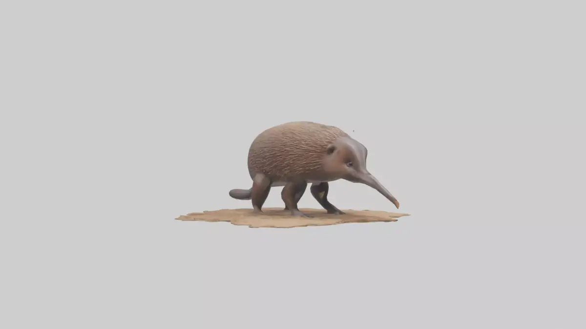 Echidna burrowing model Low-poly 3D model