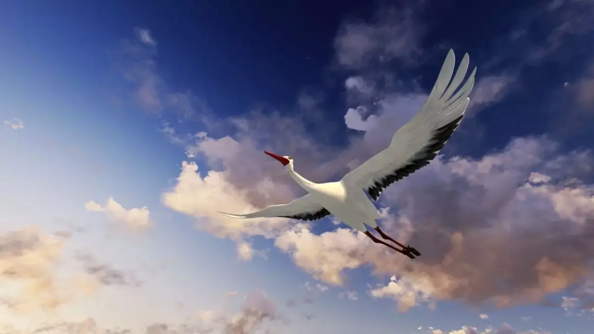 Stork animation Low-poly 3D model