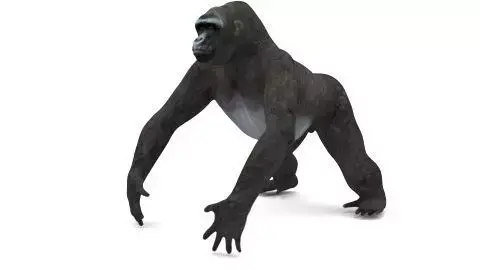 GORILLA 3D model purchase