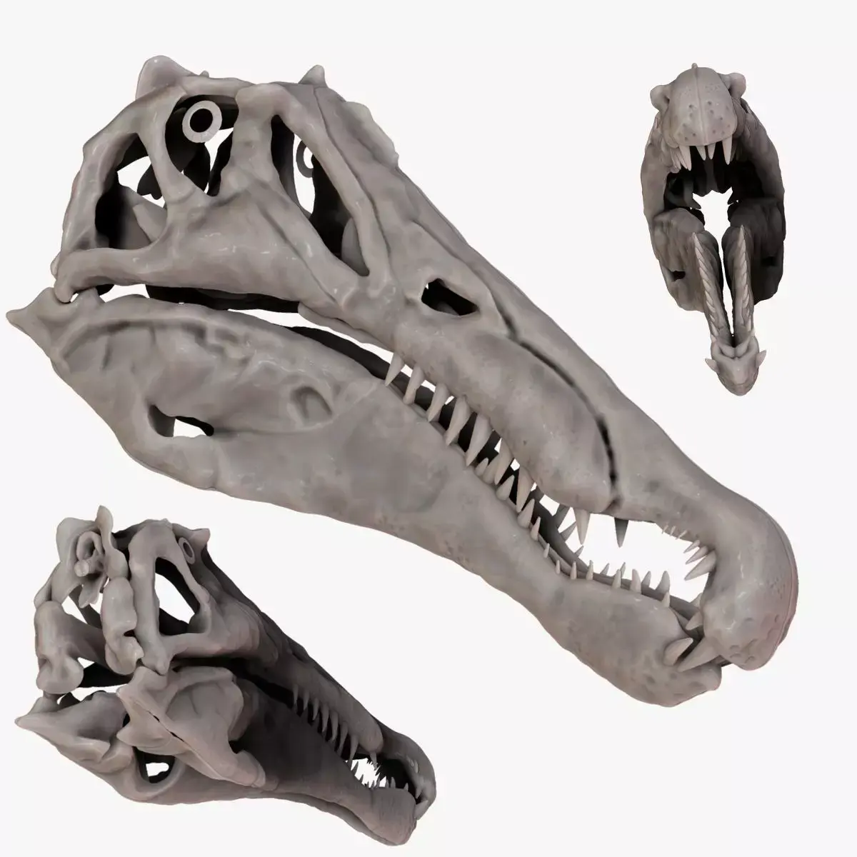 Spinosaurus 2020 version Skull Set Skeletons Sculpt Project 3D model