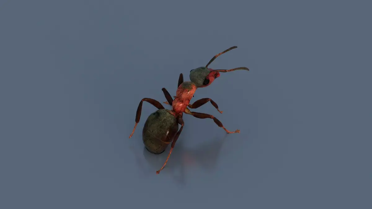 Red Ant Low-poly 3D model
