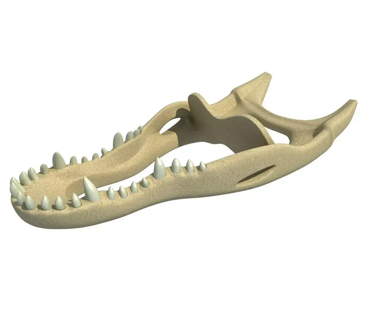 Crocodile jaw 3 3D model