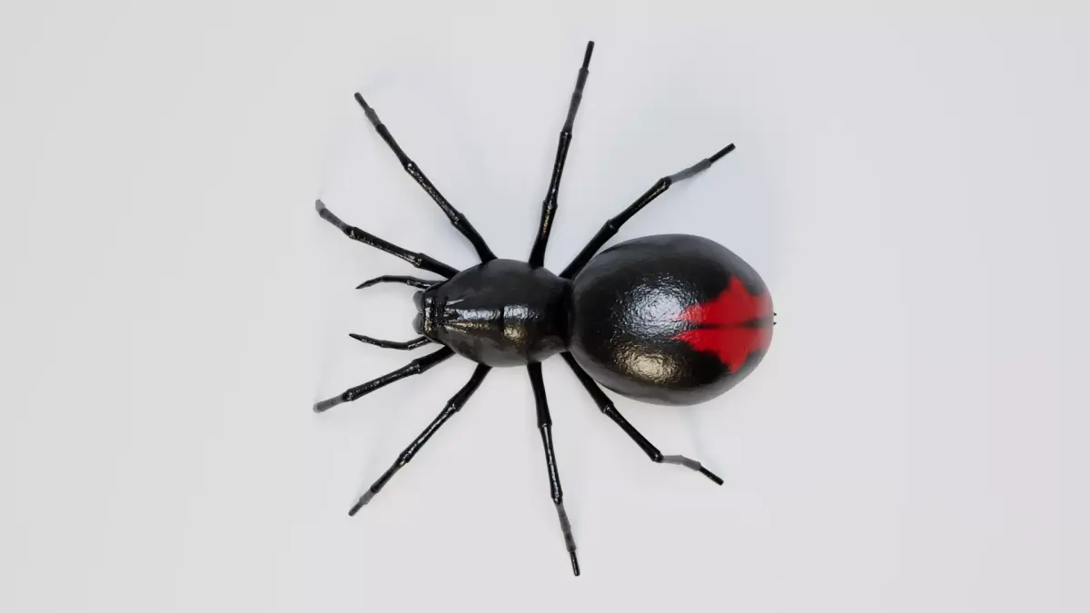 Black Spider 3D model