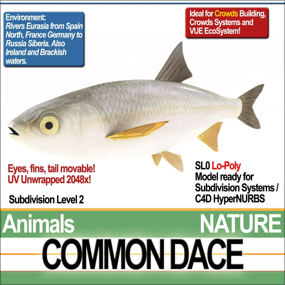 Common Dace 3D model