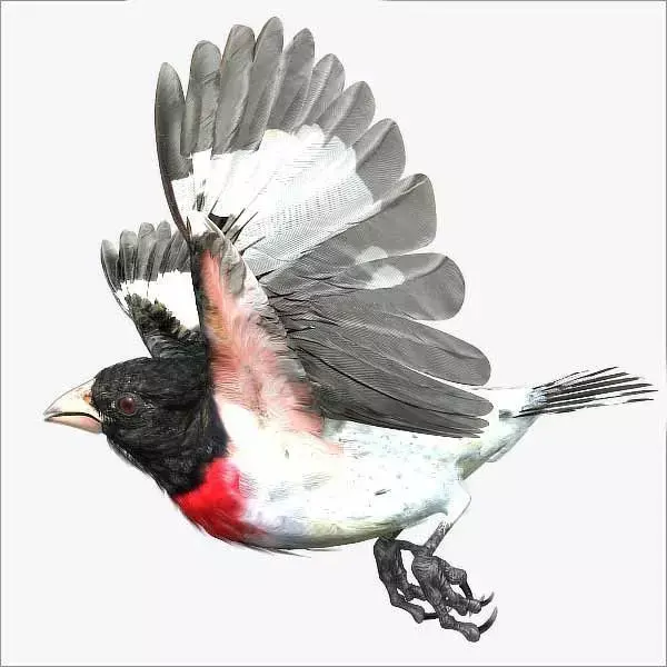 Rose-breasted grosbeak - rigged - animated 3D model