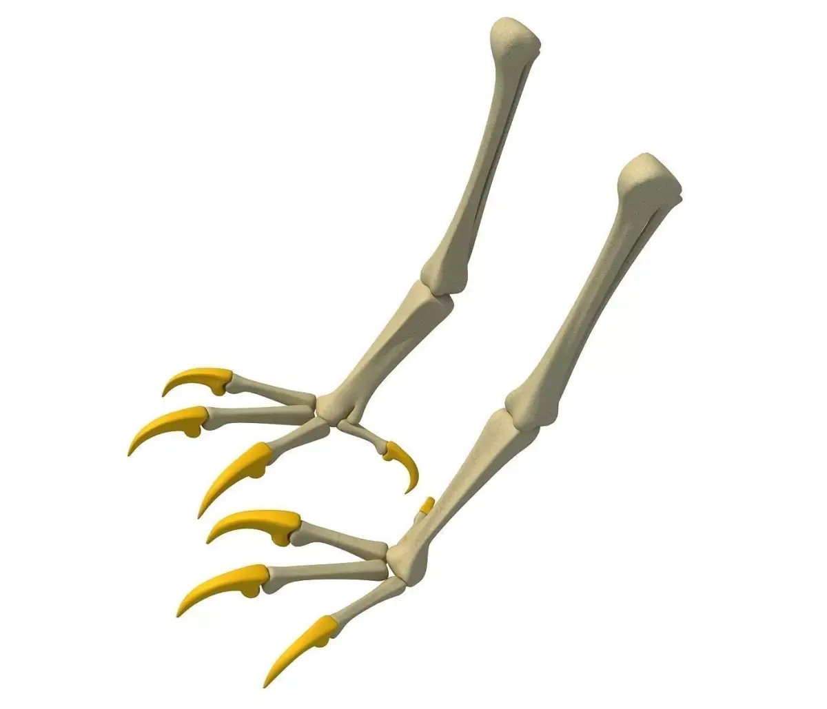 Skeleton of Bald Eagle Claws  3D model