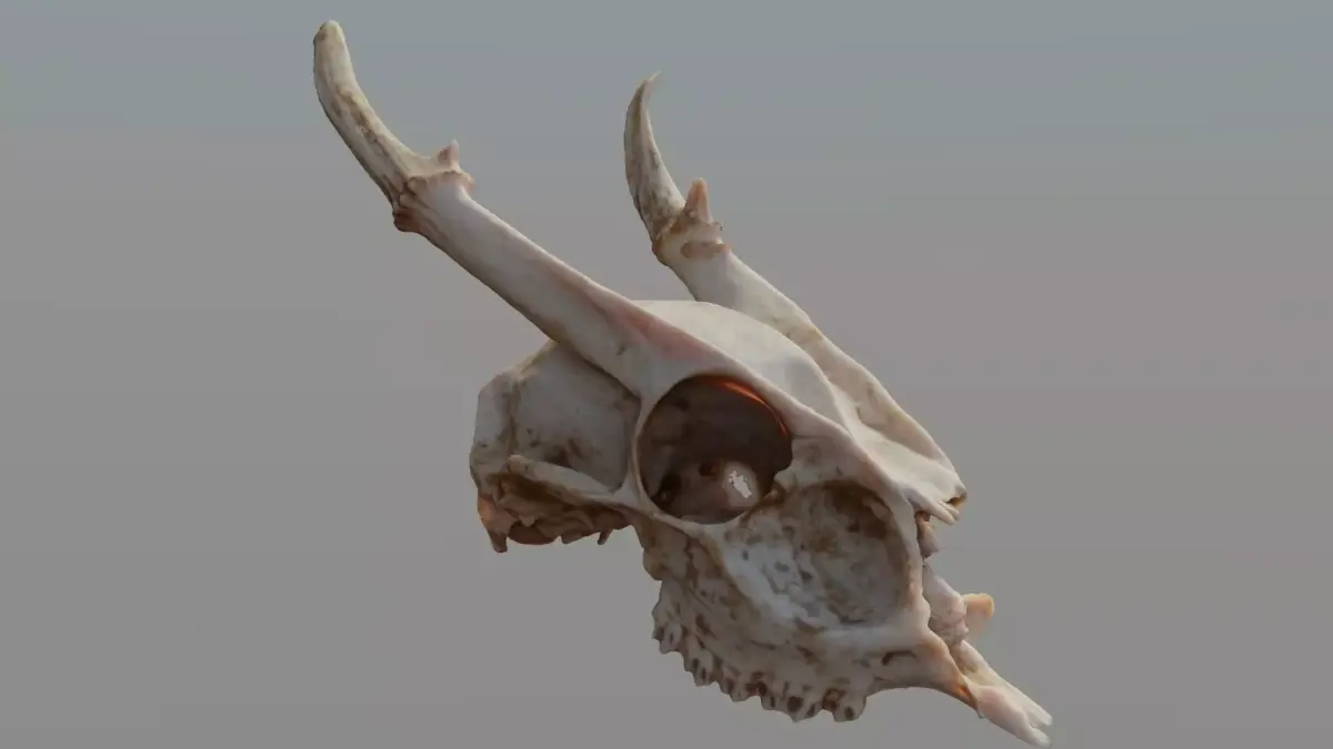 Muntjac Deer Skull 3D model