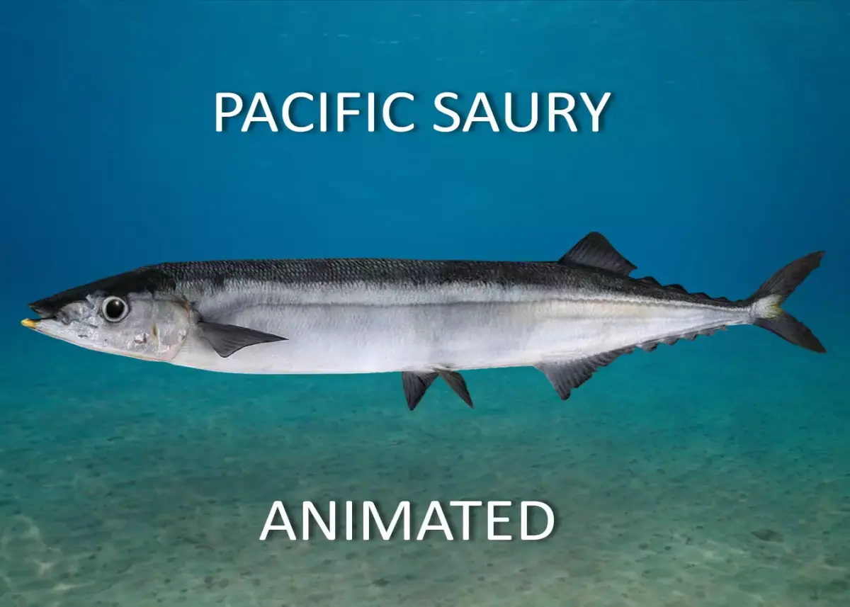 Pacific Saury Animated 3D model