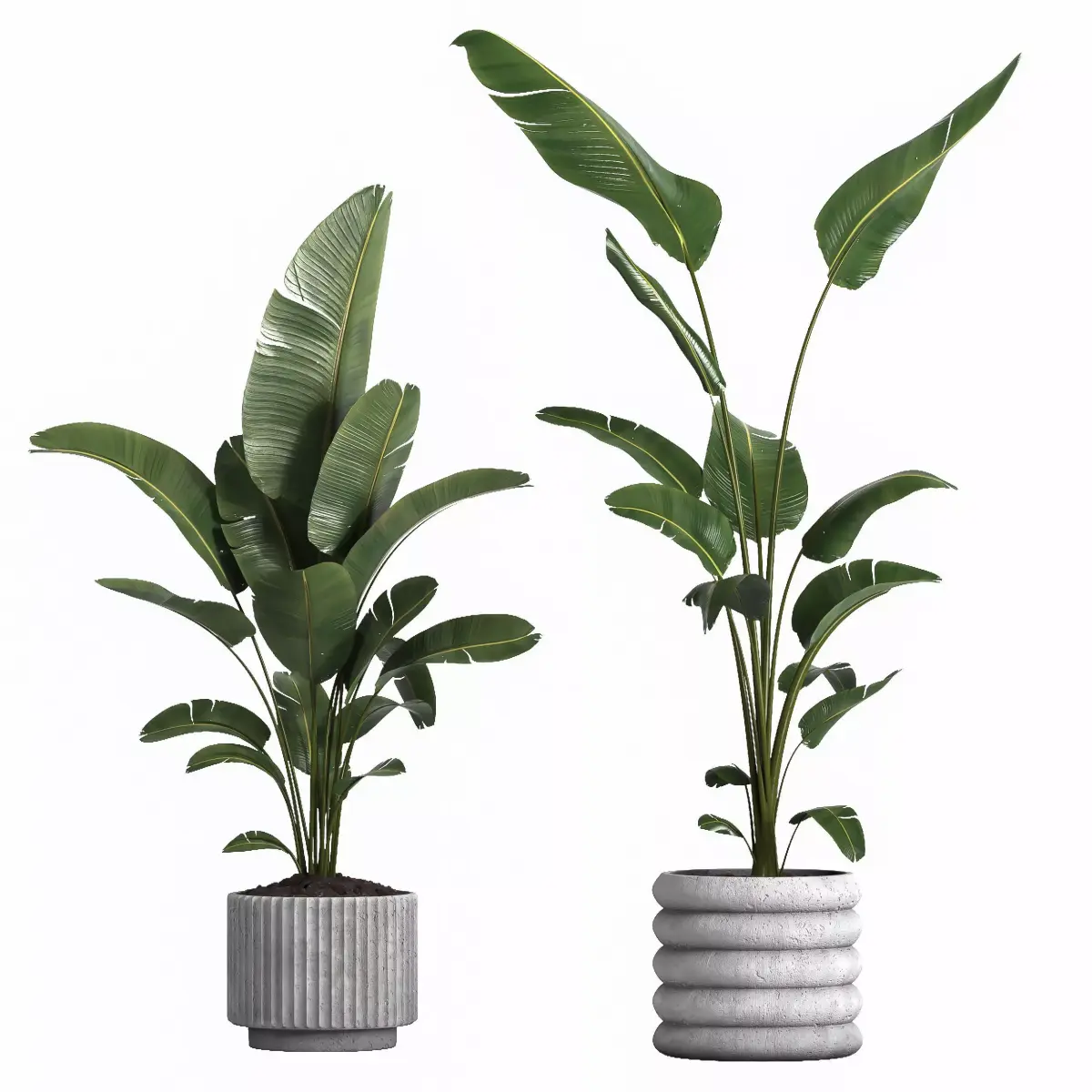 indoor plant 040 3D model