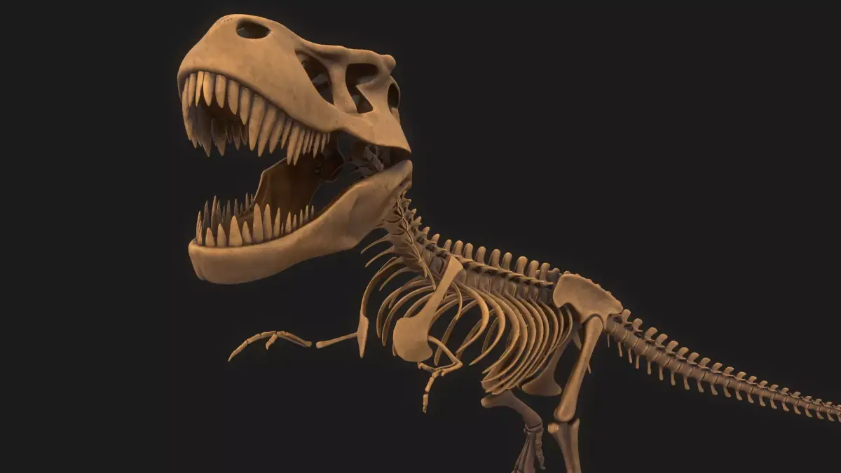 T-rex Skeleton 3D model get