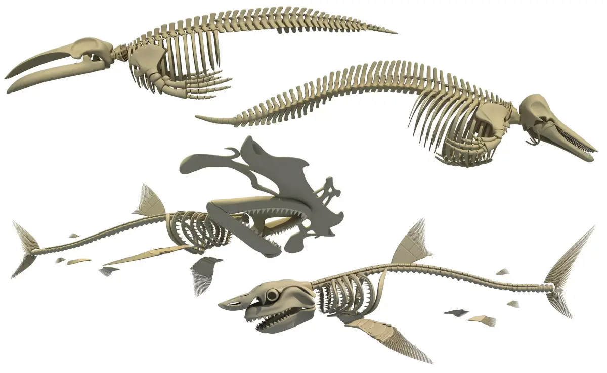3D Sharks Skeletons 3D model purchase