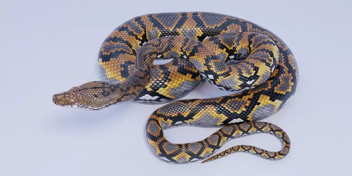 Reticulated Python Animated Free 3D model