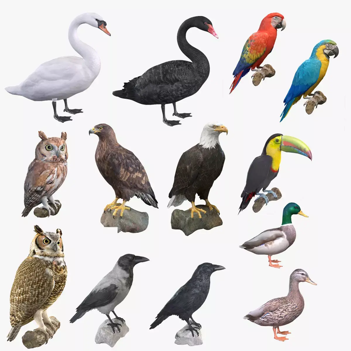 Birds Collection macaw perched on branch 3D model