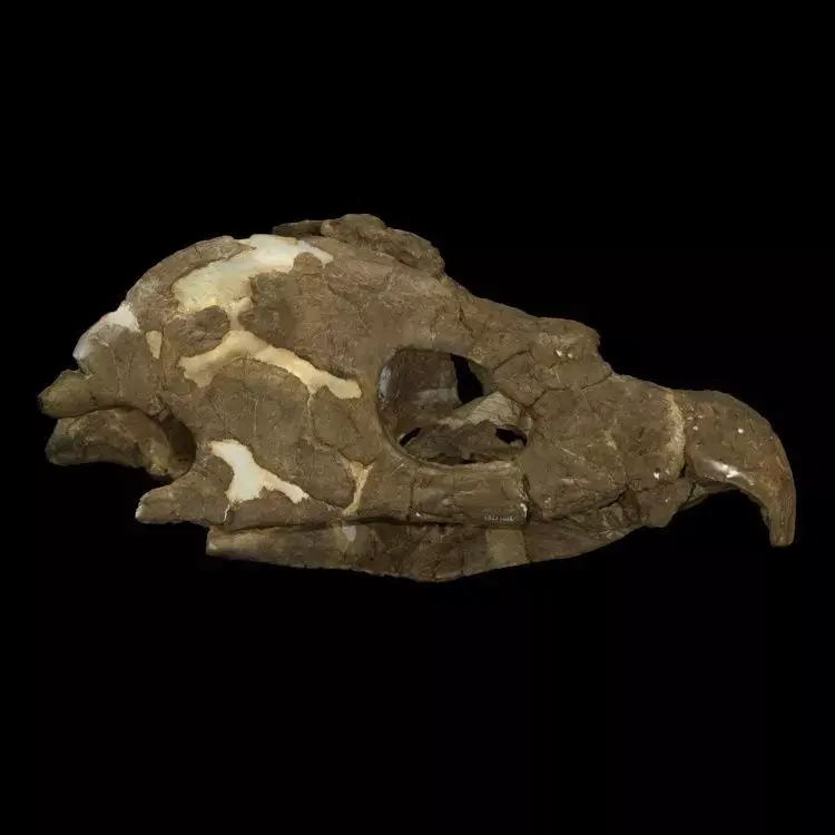 Archelon skull Free 3D print model