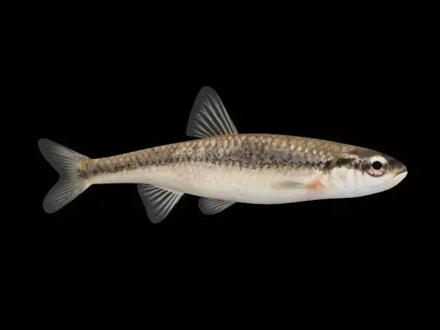 Bluntnose Minnow - Freshwater fish Low-poly 3D model