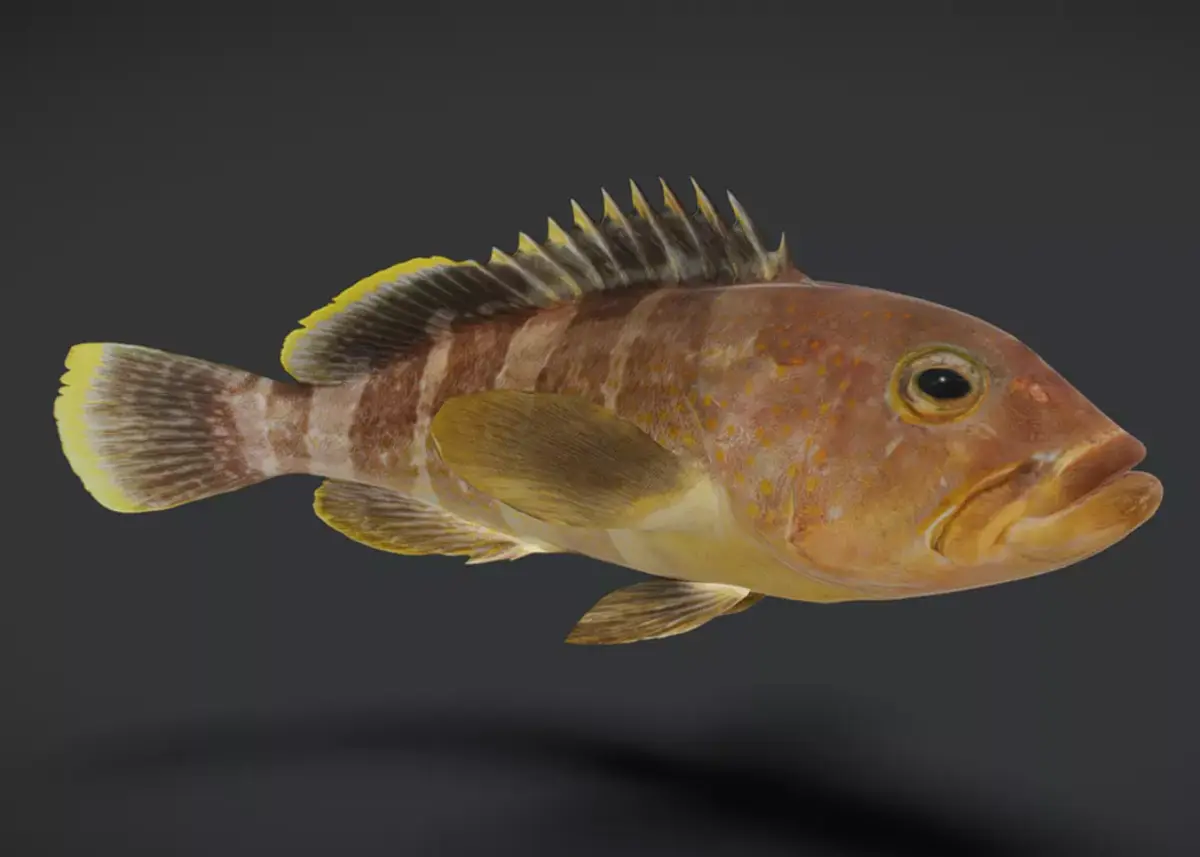 Realistic Yellow Grouper Animated 3D model