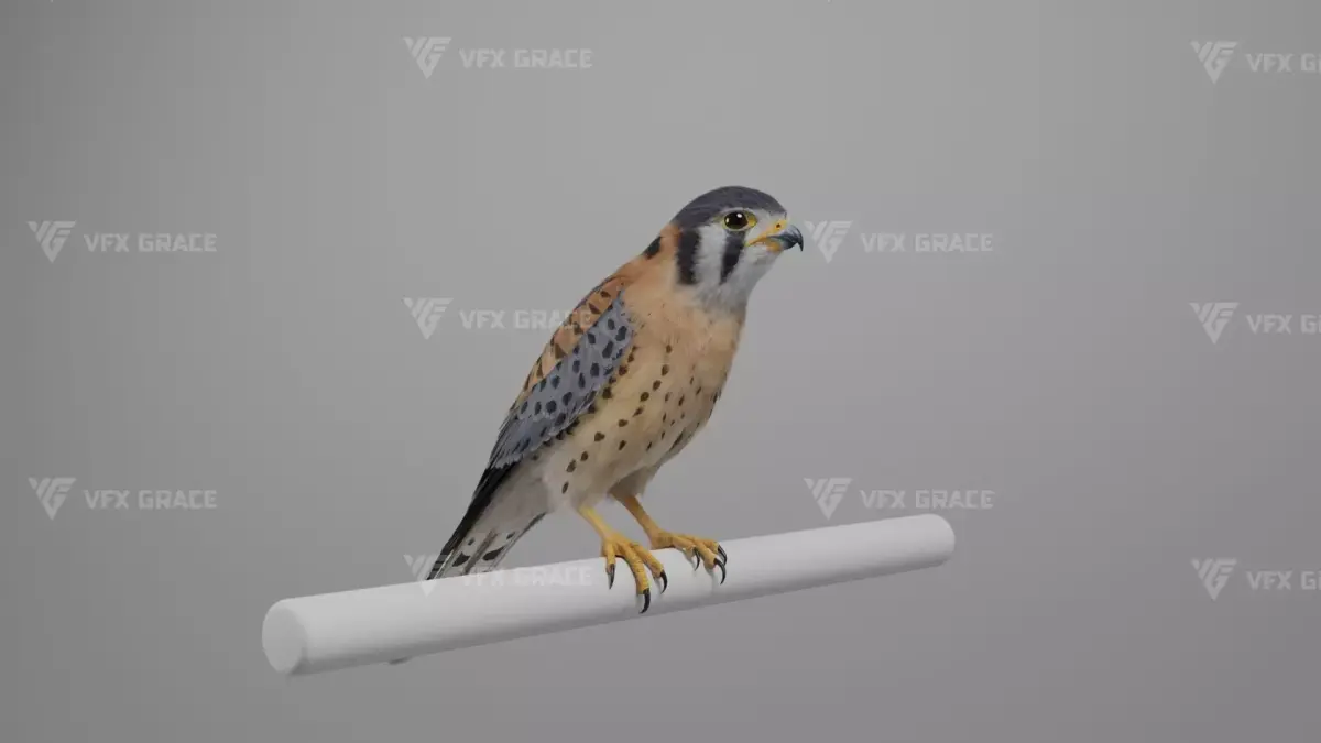 American Kestrel Animation 3D Model Rigged for Blender 3D model