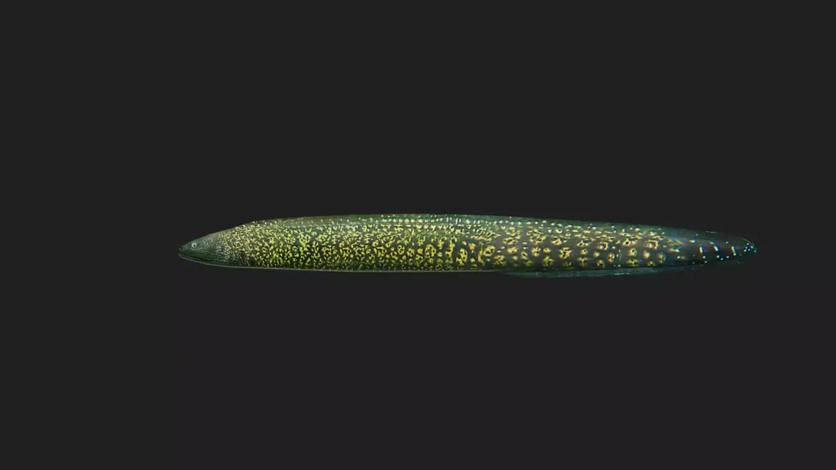 Eel fish Low-poly 3D model get