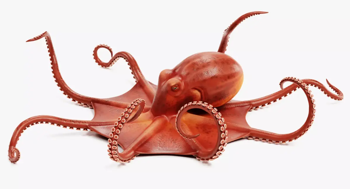-Giant Pacific Octopus - Pose- 3D model
