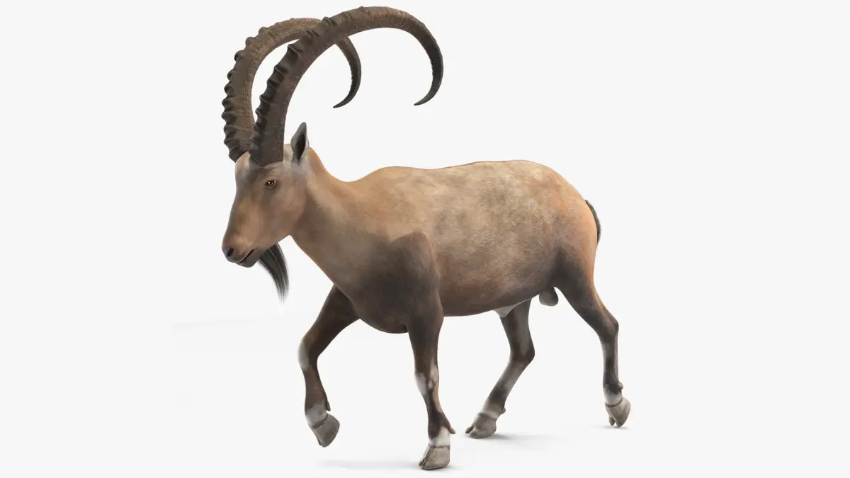Alpine Ibex in Walking Pose 3D model