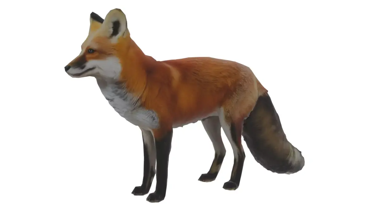 Red Fox Low-poly 3D model buy