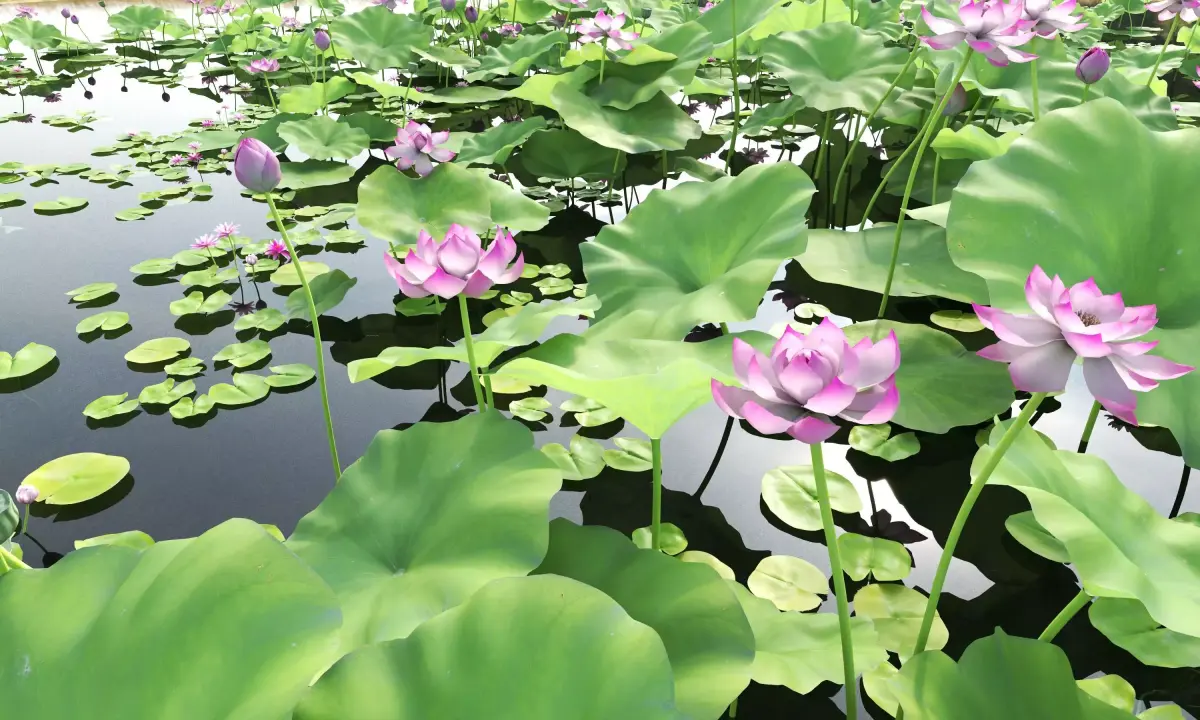 Lotus and Koi Fish Pond 01 Low-poly 3D model