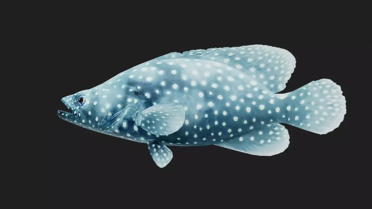 Grouper Low-poly 3D model 5
