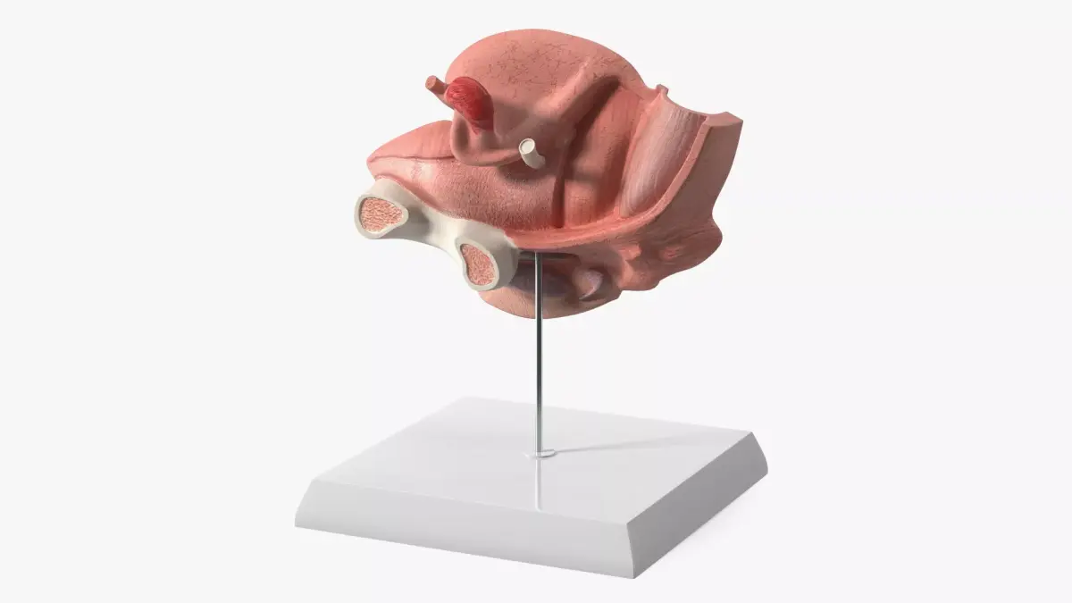 Female Reprod System Anatomical Model Sagittal Section on Stand 3D model