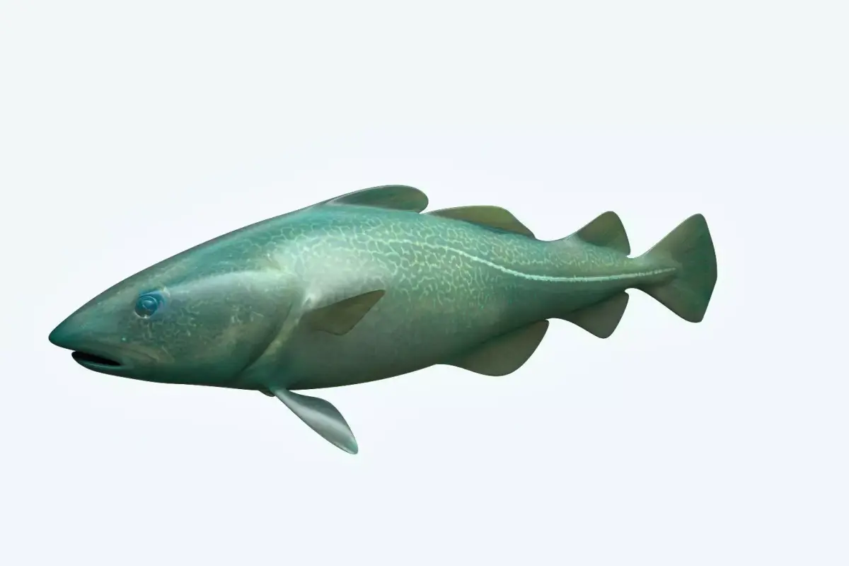 Cat Fish 3D model purchase
