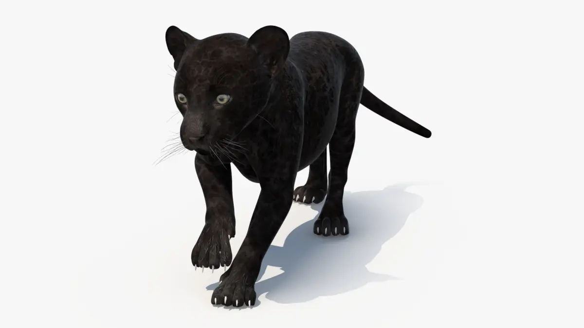 Panther Cub Wary Pose 3D model