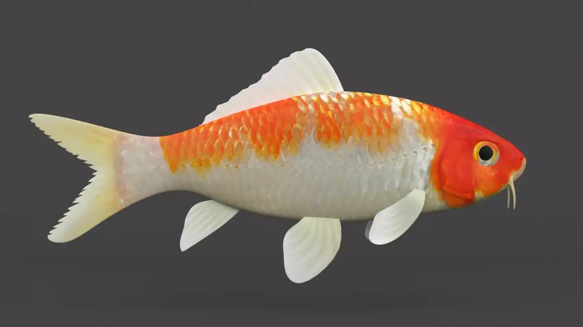 Fish Koi 3D model