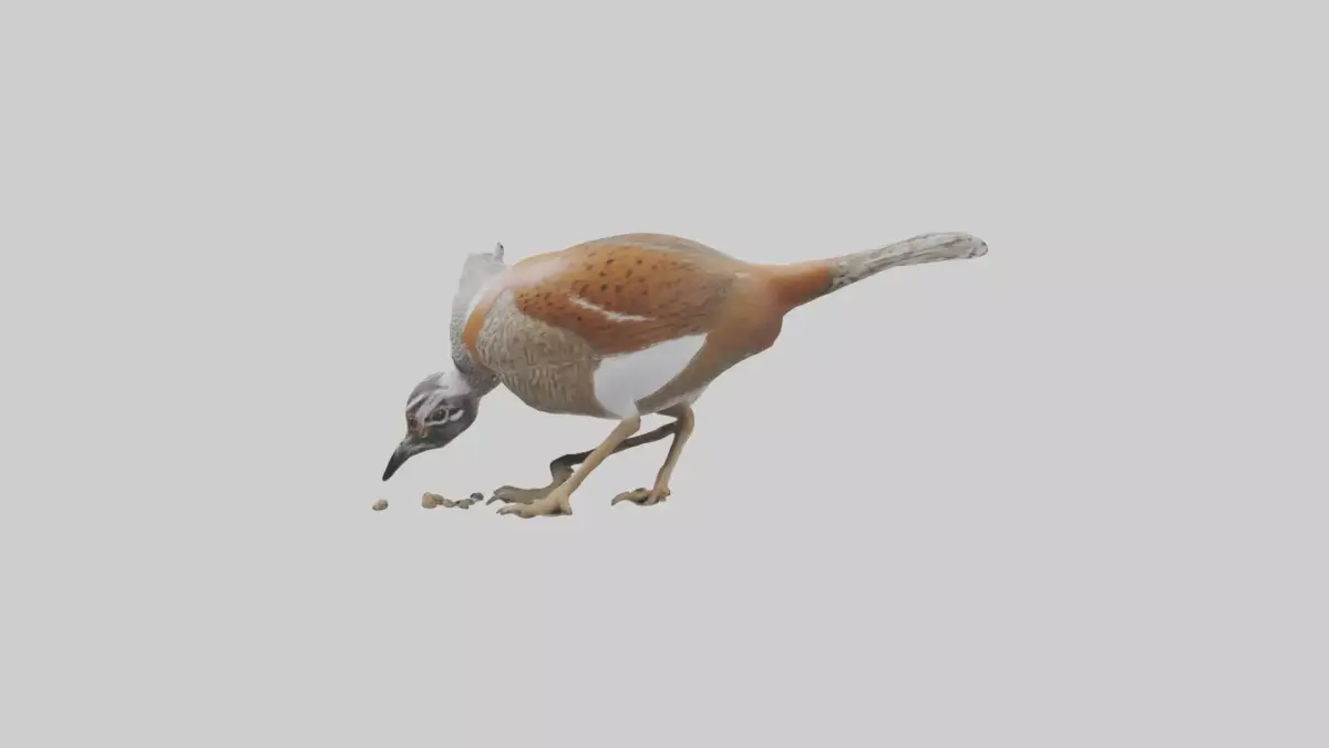 Bobwhite Quail scratching ground model 3D model