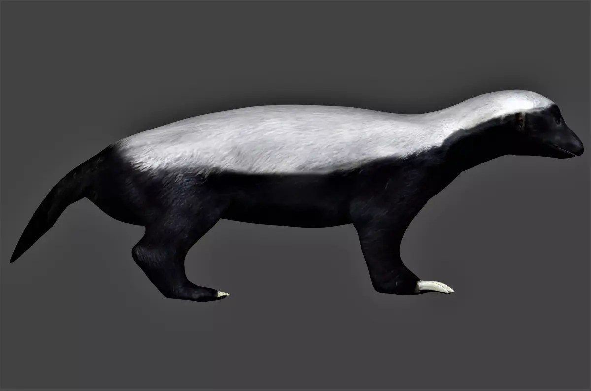 Honey Badger Low-poly 3D model purchase