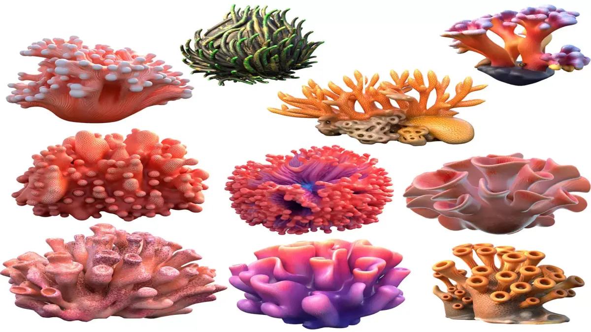Coral reef collection 1-10 Low-poly 3D model