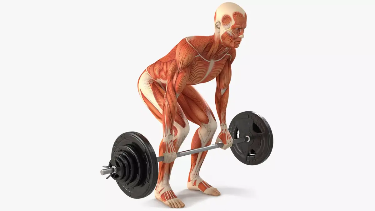 Anatomy Male Muscular System Deadlift Animated Rigged for Maya 3D model purchase