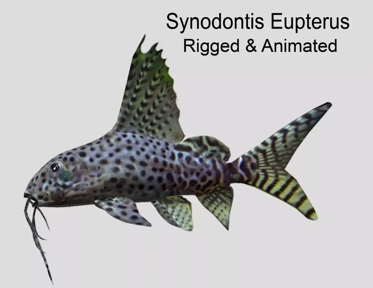 Synodontis Eupterus Low-poly 3D model