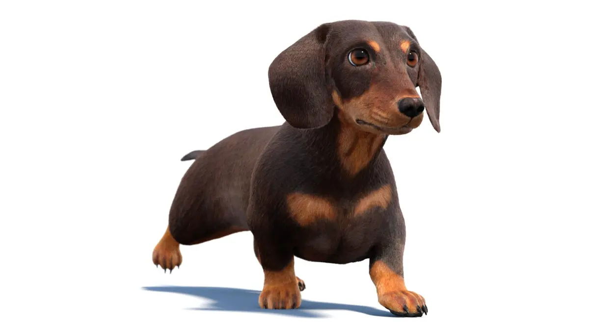 Animated Dachshund Fur 3D model