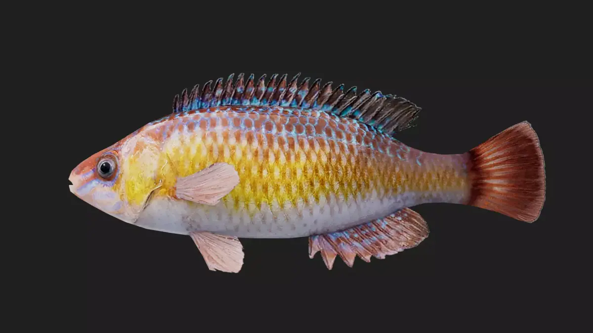 Wrasse Low-poly 3D model purchase